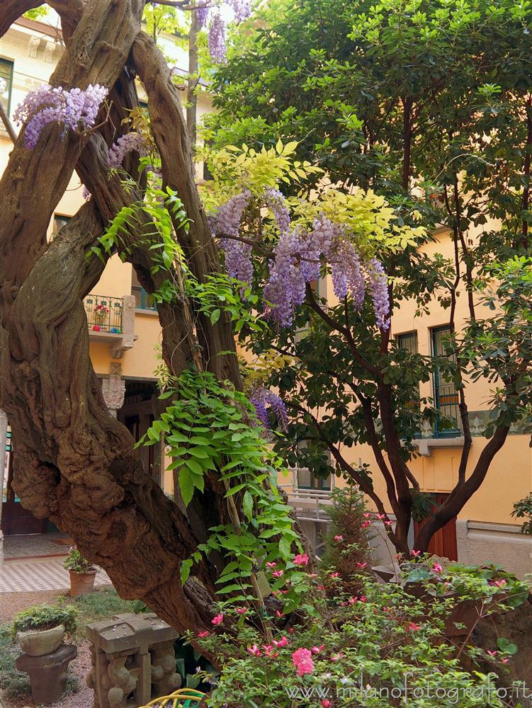 Milan (Italy) - Flowering glycine in the court of House Campanini